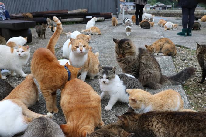 猫たちの楽園 相島は想像以上の癒しスポット 福岡 Invite