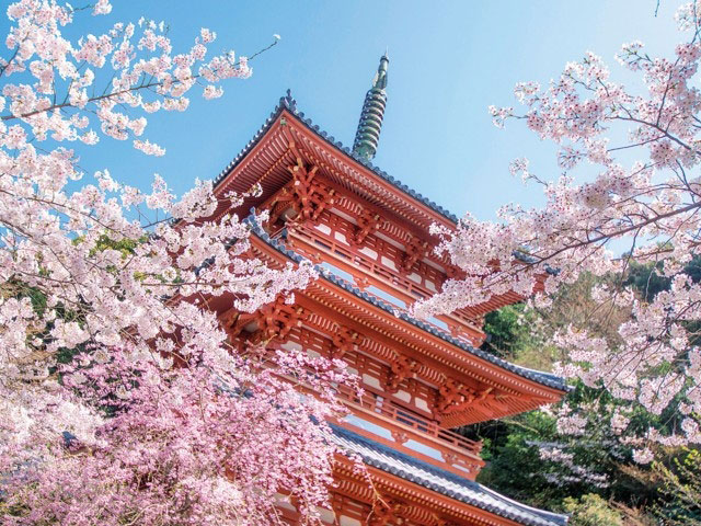 お花見デートで1度は訪れたい桜の名所10選 福岡 Invite