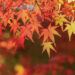 紅葉が綺麗に見れる８ヶ所のマル秘スポット【福岡】